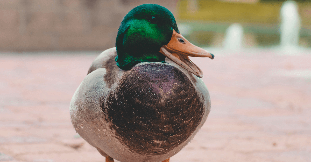 Featured Image for 5 Duck Calls and What They Mean